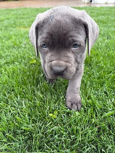 husky satilir: Kane-Korso, 2 ay, Erkek, Peyvəndli — 4