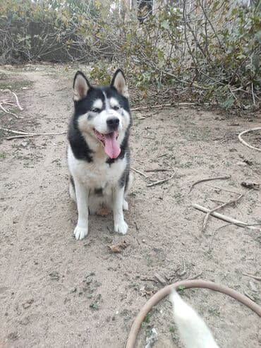 отдам собаку в хорошие руки: Хаски, 1 год, Самец — 3