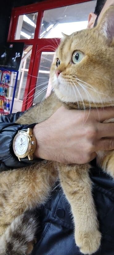 сколько стоит котенок: Шиншилла, Самец, Для вязки, Платная доставка — 3