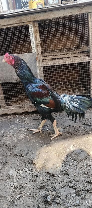 inək satılır binə: Xoruz, Brazil, il: 3, Ödənişli çatdırılma — 5