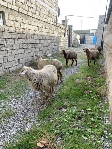 beyleqan sortu qoyun: Boğaz qoyunlar satılır 4 dənəsi 155 manat 3 dənəsi 210 manat ətraflı — 3