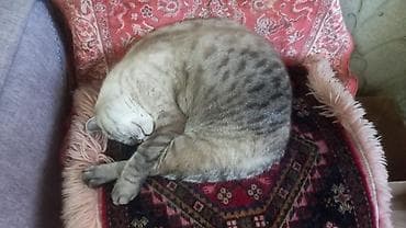 samoyed balasi satilir: Britan, Erkək, Dişi, Yaxşı əllərə, Ünvandan götürmə, Pulsuz çatdırılma, Ödənişli çatdırılma — 3