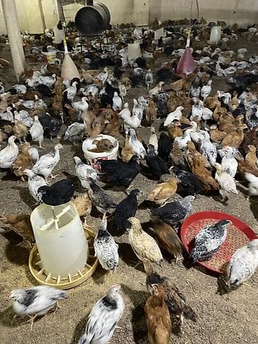 cüce yemi: Təsərrüfat üçün qarışıq yerli cins cücələr - Məhsul: Ətlik/yumurtalıq — 5