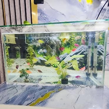 akvarium gəncə: Şüşə akvarium 2 eded dekor bezakli daslar 18 eded GLOFİSH BALİGİ — 4