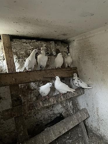 Quşlar: 7 dene quş qalıb kom 4 manatdan — 3