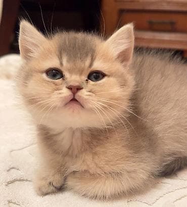 su pişiyi: Britan — 4