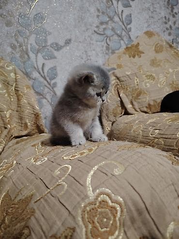 Аквариумные аксессуары и принадлежности: Шотландская, Самец, В добрые руки — 2