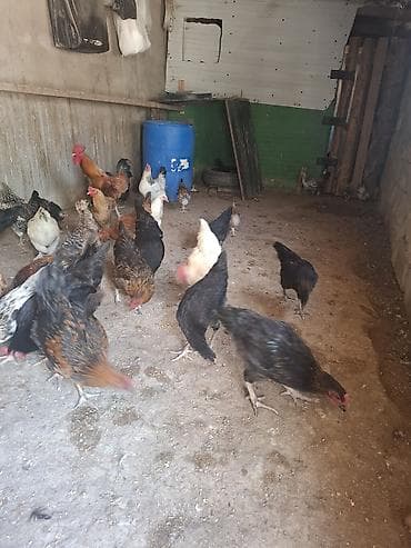 quşlar: 10 yumurtuyan toyug 1 xoruz 13 dene colpa toyug altinan cixan 1 den — 5