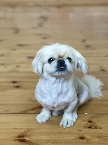 en gozel it adlari: Pekines, 4 il, Dişi, Ünvandan götürmə, Pulsuz çatdırılma — 2