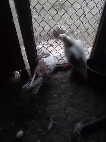 Голуби: Qənbərbaş qəvvas göyərçin cütü,balalarida özləri kimi erkək kəkilli — 2