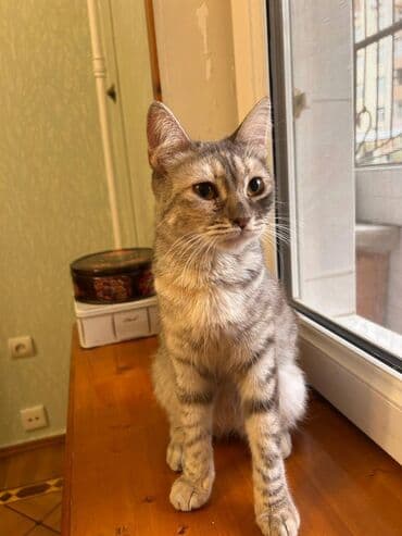 приют для кошек в баку: Dişi, Yaxşı əllərə — 4