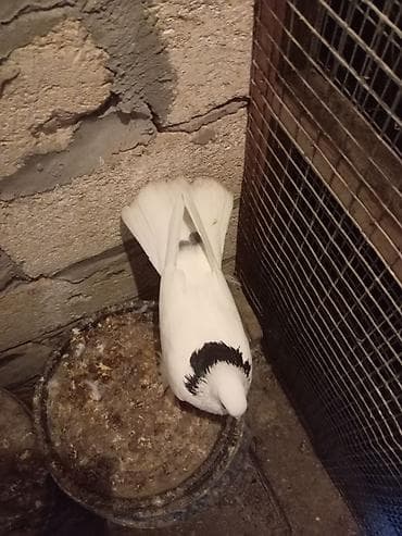 goyərcinlər: Salam təmiz ag quyrug qara boyun peçat. Ərkəy və saglamdı — 2