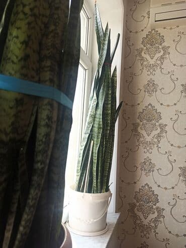saxsi qab haqqinda: Satılır: ev otaq gülləri kolleksiyası - Sansevieriya (Qaynanadili) – — 2
