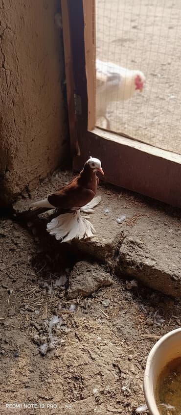 Maya quşdu iri lələklidi