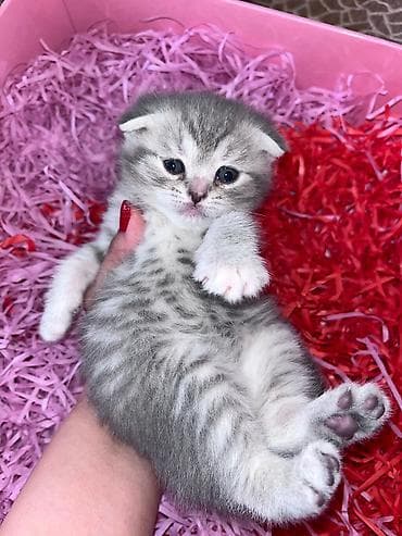 Digər heyvanlar: Şotland, Erkək, Dişi, Yaxşı əllərə, Ünvandan götürmə, Pulsuz çatdırılma, Ödənişli çatdırılma — 2