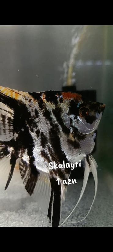 balığlar: Skalayri balıqı 
2 sm, 2,5 sm. 1 azn
WhatsApp YAZIN!!! — 1