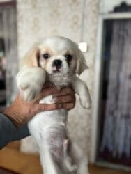 xaski iti qiymeti: Pekines — 2