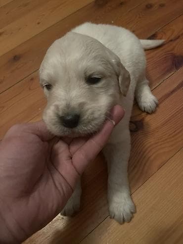 Птицы: Лабрадор-ретривер, 1 месяц, Самец, Платная доставка — 5