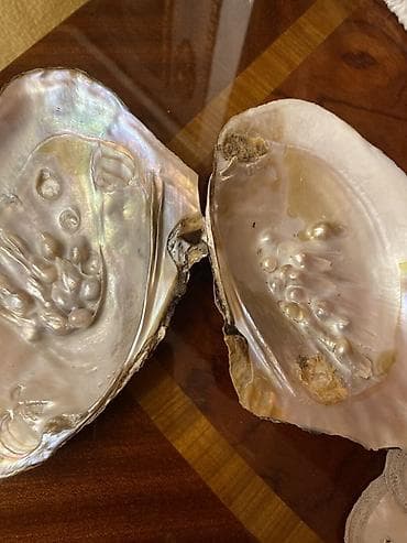 akvarium dekorlari: Təbii mirvari qabığı (ikivalvli molyusk qabığı) - Material: Ana — 1