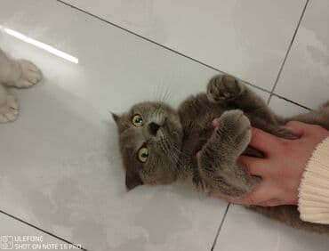 Akvariumlar: Britan, Dişi, Yaxşı əllərə — 2