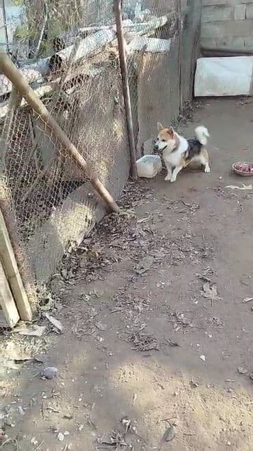 it davasi 2019: Salam erkeydi zvanok çubuş — 2