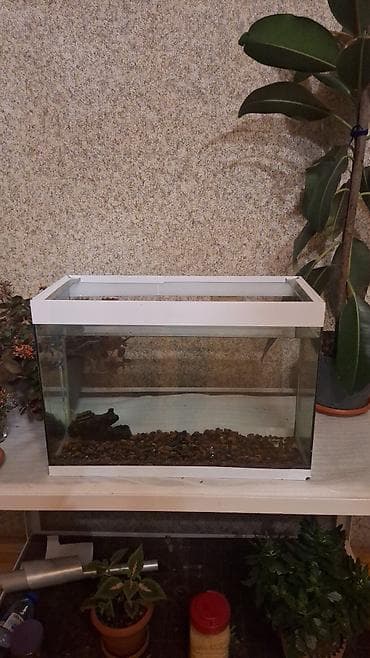 Dördbucaq akvarium, Balıqlarla birlikdə, 35 l, Ünvandan götürmə