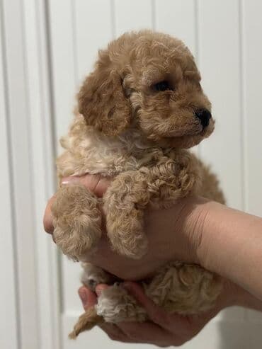 Akvariumlar: Pudel — 4