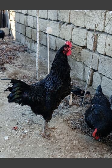 qirqovul yumurtasi nece gune cixir: Toyuq, Australorp, Damazlıq, Ünvandan götürmə — 1