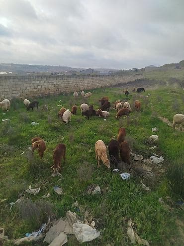 qoyun surusu: Qoyun sürüsü satılır - Növlər: yerli qaragül və qarışıq ət-yun — 1