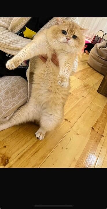 pişiy balası: Britan, Erkək — 1