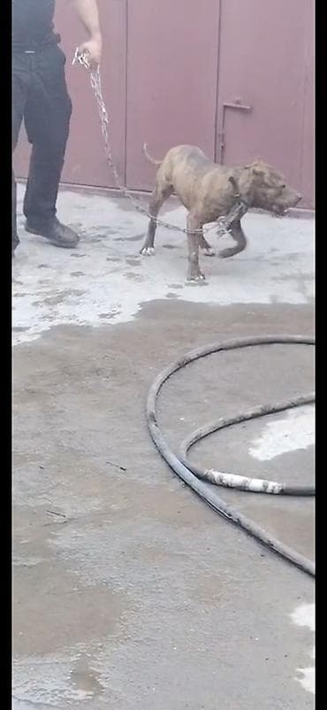 tük töken: Pitbul, 10 ay, Dişi, Peyvəndli — 1