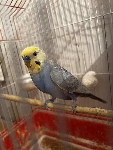 tutuqusu satilir: Rainbow quşlarının balası satılır 10 15 günə yemə düşəcəklər istiyən — 3