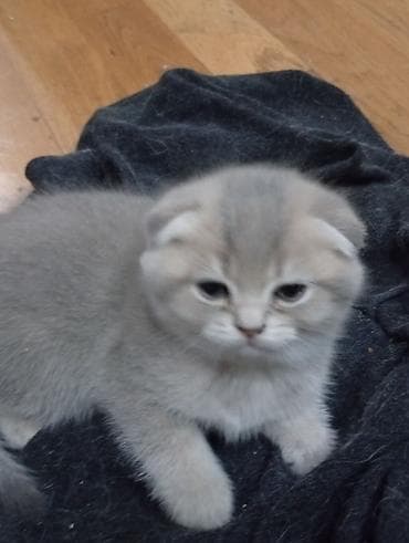 pişiy: Şotland, Erkək, Dişi, Yaxşı əllərə — 2