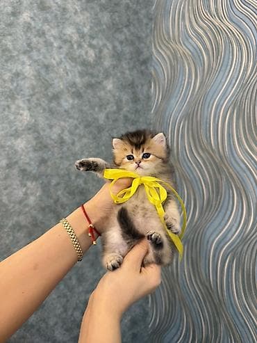 british shorthair: Britan — 3