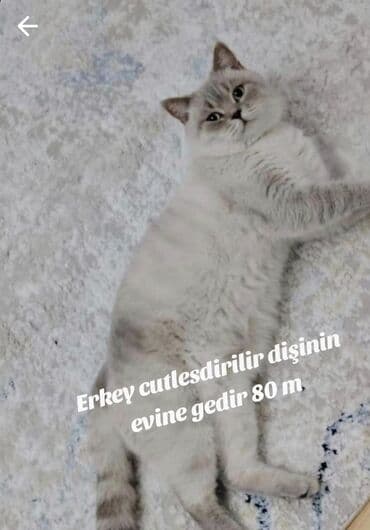 1 azn pişik: Şotland, Erkək, Cütləşmə üçün, Ödənişli çatdırılma — 11