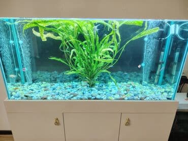 аквариумные рыбы купить: Salam. Mirni baliqlar satiram (mecnos, neon, radastamus, susə baliq — 6