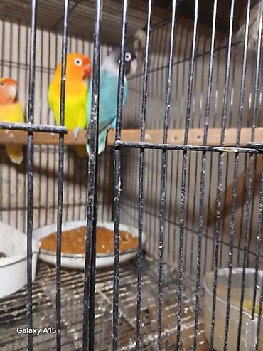 qus iran: Məhsul: Sevgi papağanları (Agapornis) Təsvir: - Rəngarəng sevgi — 4