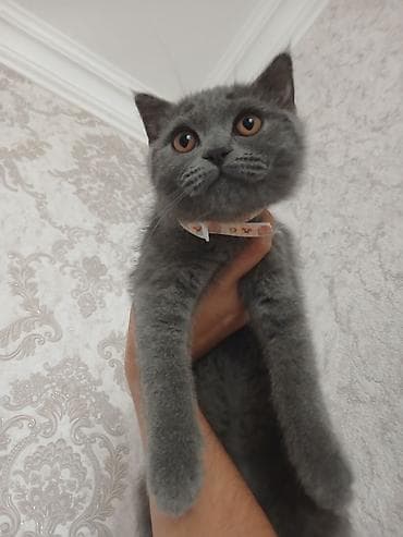 Britan, Dişi, Ödənişli çatdırılma lalafo.az -da Britan, Dişi, Ödənişli çatdırılma
