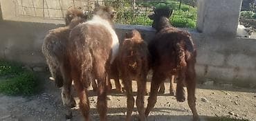 it satisi balaca: Dana, buzov, Erkək, ay: 1, 100 kq, Ətlik, Ünvandan götürmə, Ödənişli çatdırılma — 3