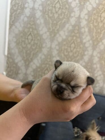 Gəmiricilər: Miniatür balaca it balaları - Cins: kiçik ölçülü dekorativ toy tip — 4