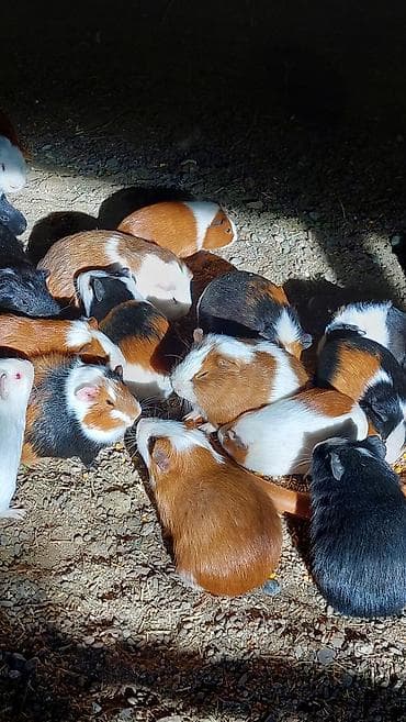 Птицы: Wekilde gorduyunuz Deniz donuzlari satilir saglamliqlarina cavabdexem — 1