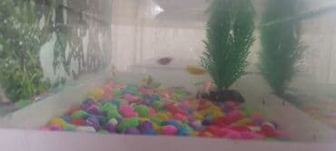 skalyar: Akvaryum dəsti və bıqlar - Şəffaf şüşə akvaryum, düzbucaqlı forma - — 4