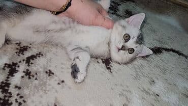 Собаки: Шотландская, Самец, Самка — 8