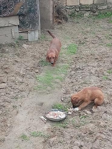 satliq ov itleri berde: Dişi, Ünvandan götürmə — 3