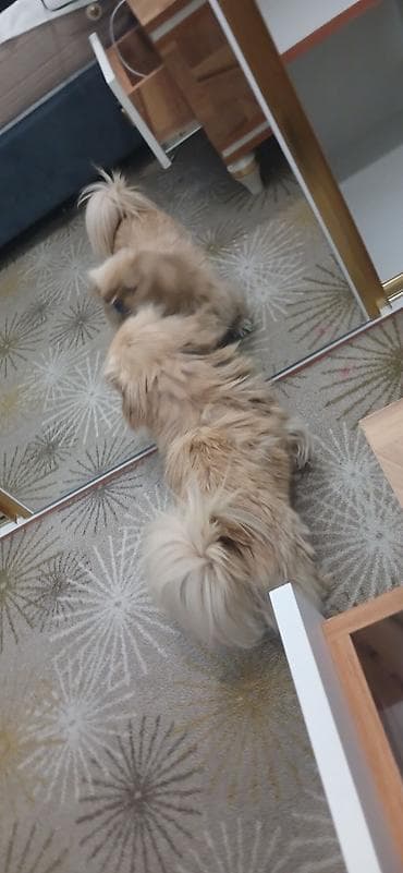 it: Pekines — 5