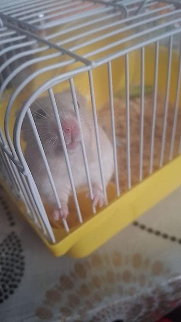 qefes: Hamster və qəfəs dəsti - Növ: kiçik hamster (ağ rəng tonlarında) - — 2
