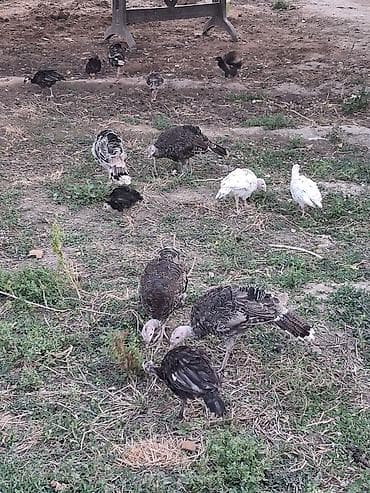 inkubator cucesi: Hinduşka cücələri, Damazlıq — 2