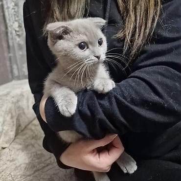 pisik sekileri: Şotland — 1