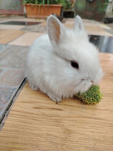 Gəmiricilər: Dekorativ karlik dovşanlar.1 aylıq — 14