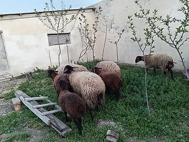 cins qoyunlar: Dişi, Qala, il: 1, 50 kq, Damazlıq, Ünvandan götürmə — 6